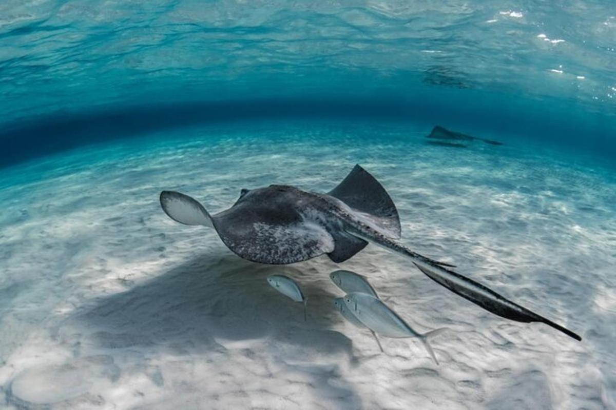 a stingray swimming in the water in the ocean