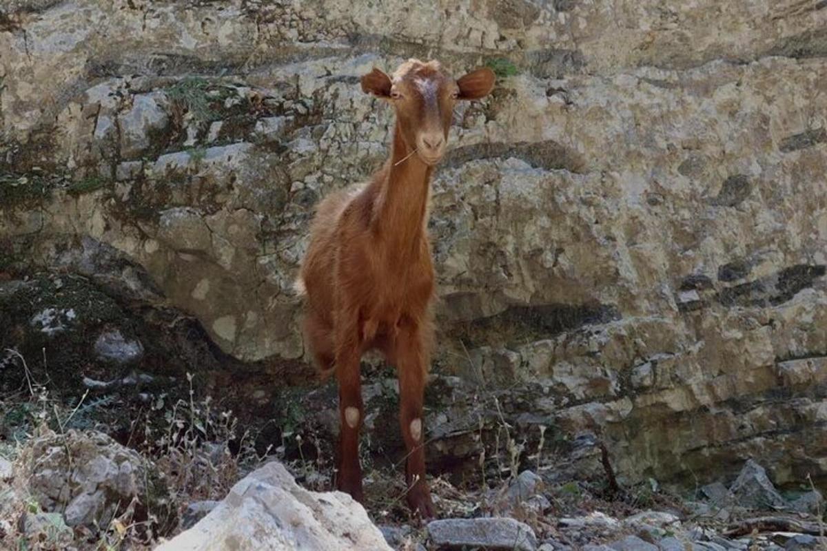 isang sanggol na kambing na nakatayo sa tabi ng pader na bato
