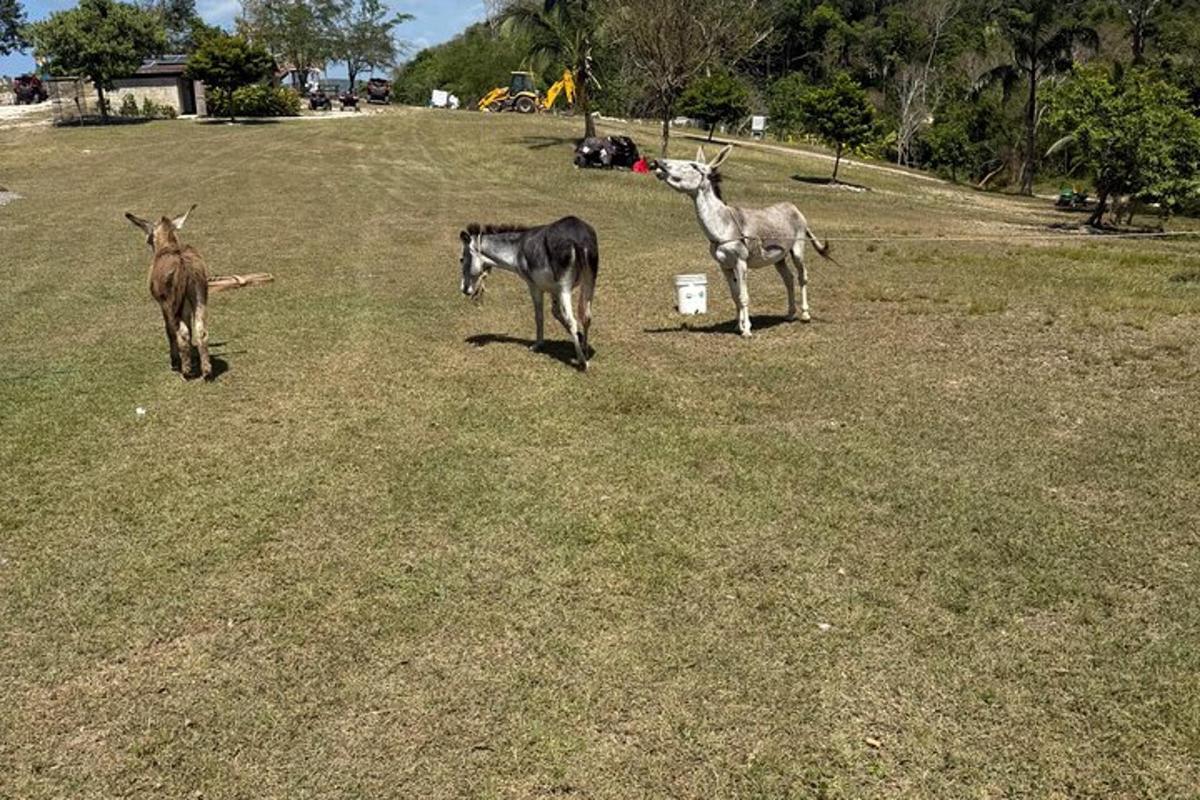 três animais parados em um campo de grama