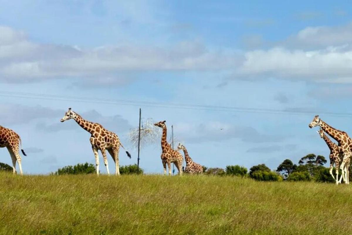 een kudde giraffen die over een grasveld loopt