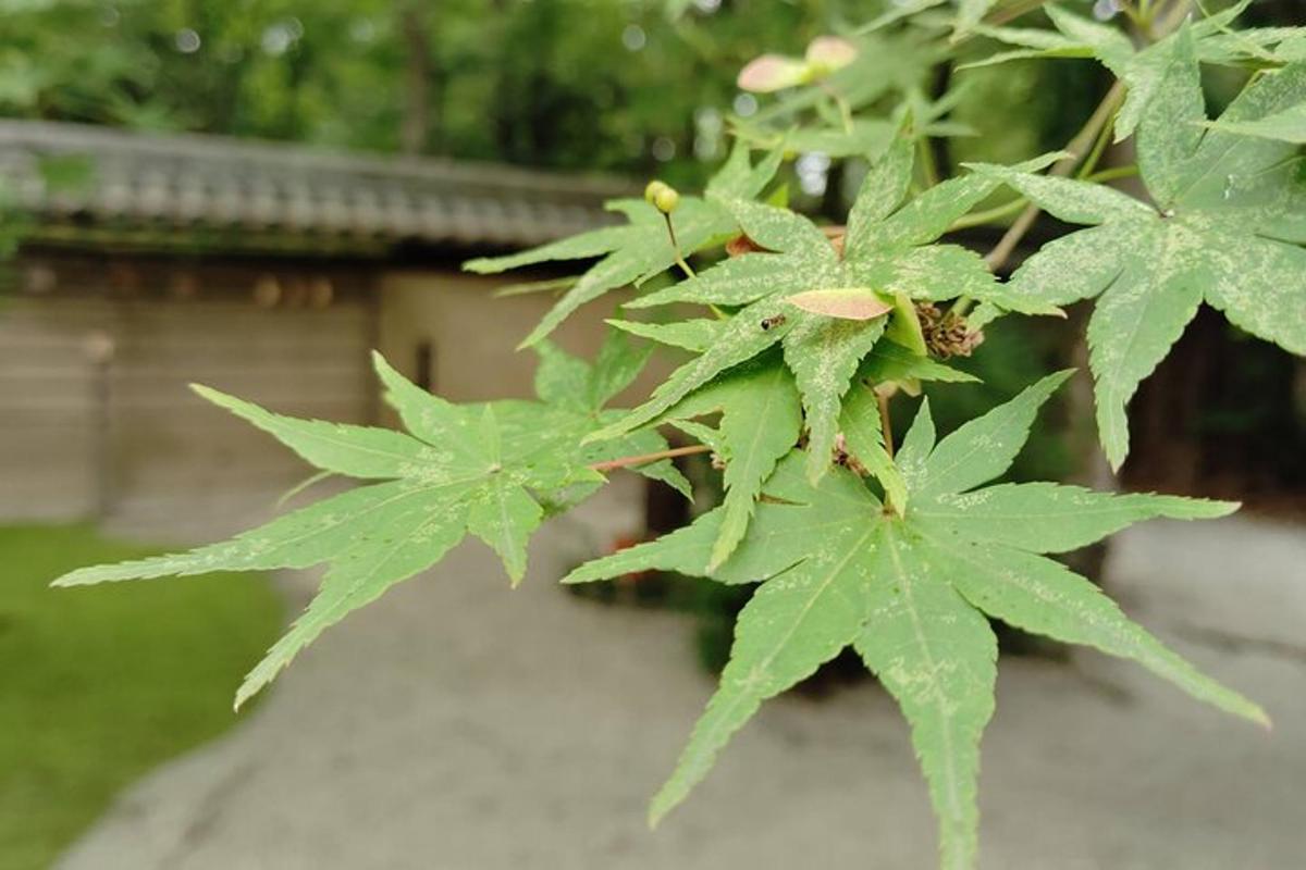 Una planta con hojas verdes delante de un edificio.
