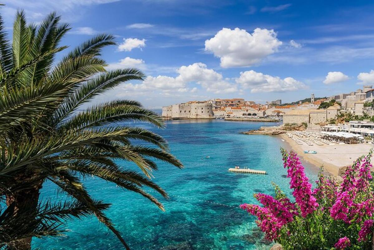 a view of a beach with a palm tree and water