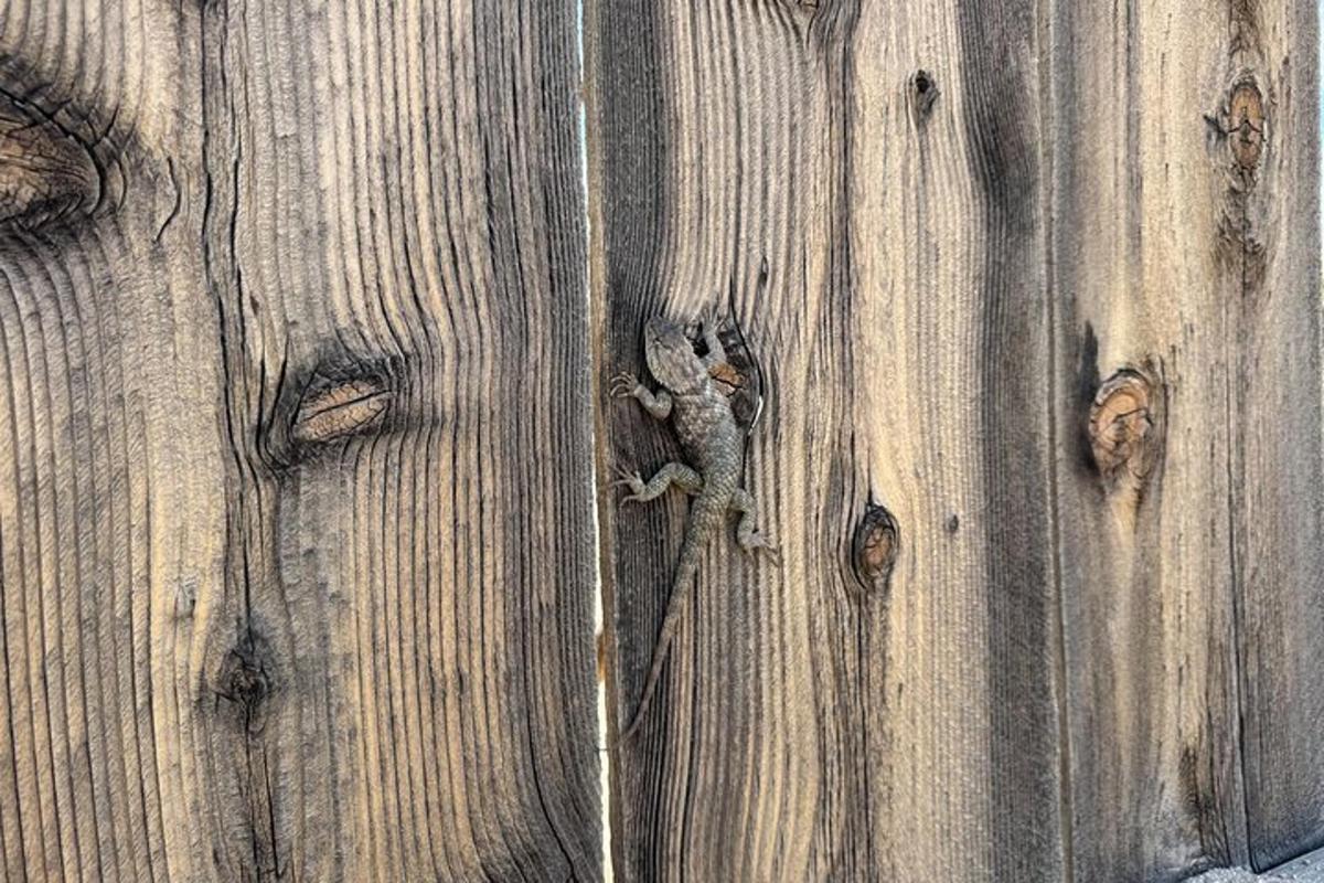 una lucertola seduta in cima a una staccionata di legno