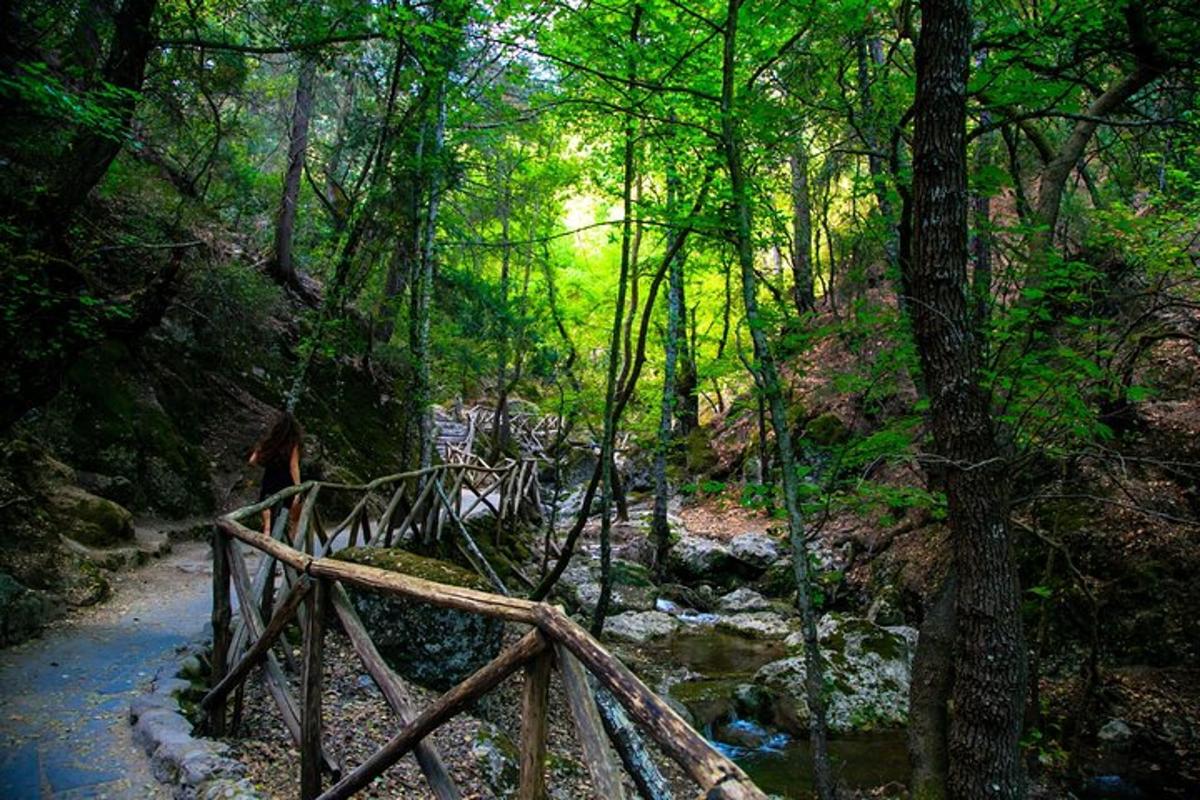 un pont de fusta sobre un rierol en un bosc