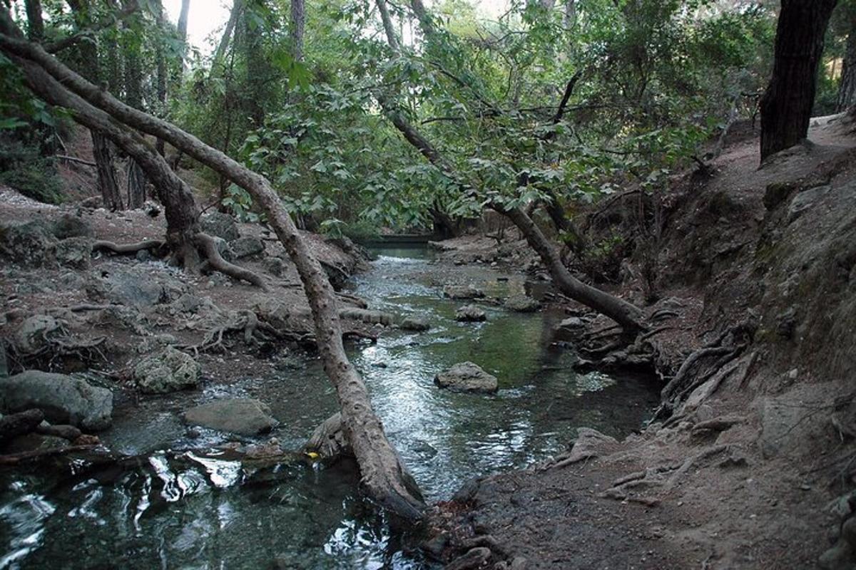 un șuvoi de apă într-o pădure cu copaci