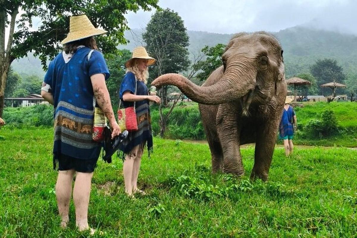 hai người đang cho một con voi ăn trên cánh đồng