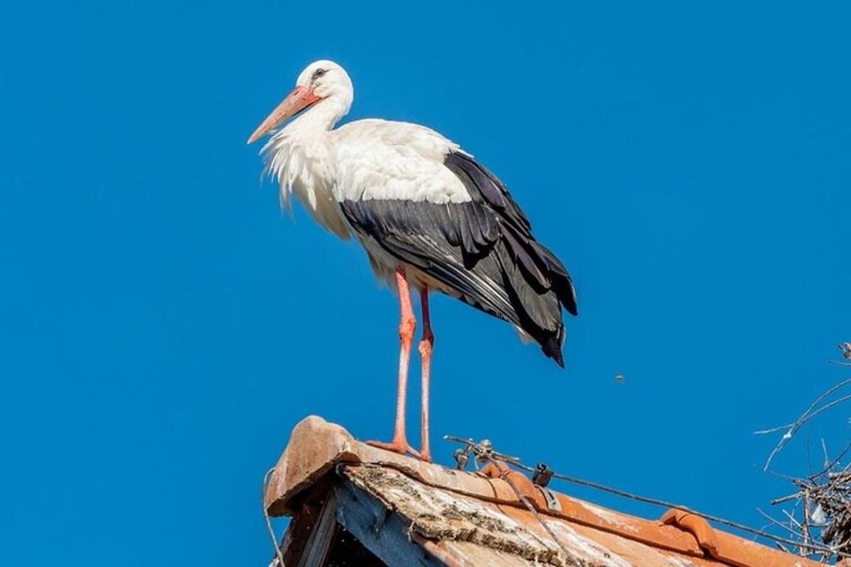 un uccello in piedi in cima a un tetto