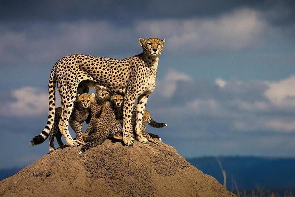 un guepard dret a dalt d'una roca