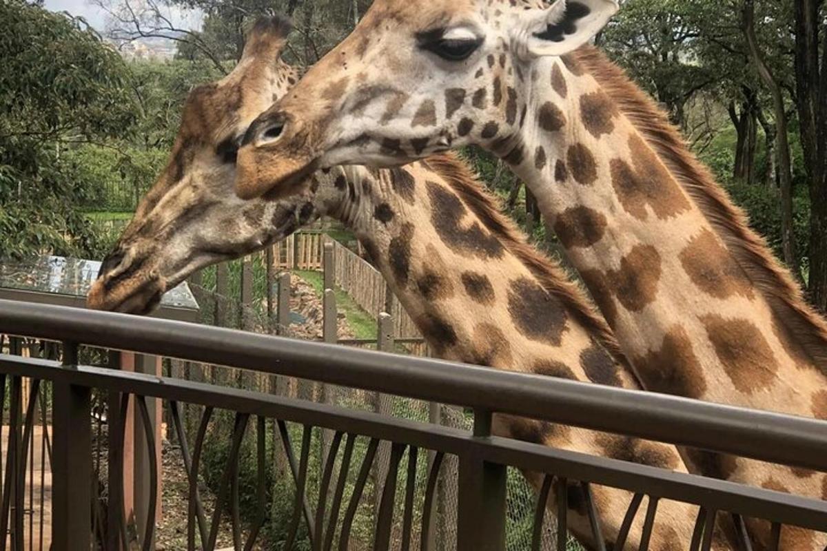 due giraffe sono in piedi accanto a una recinzione