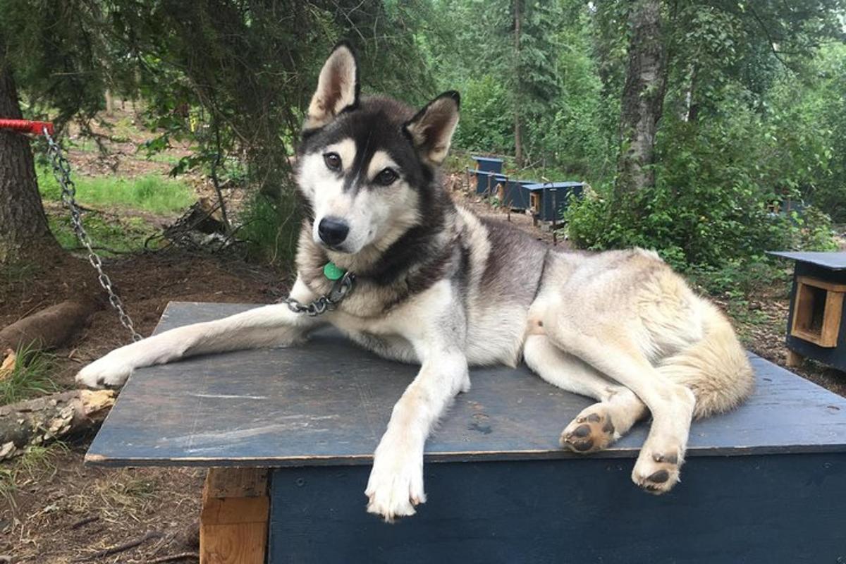 husky ležící na piknikovém stole