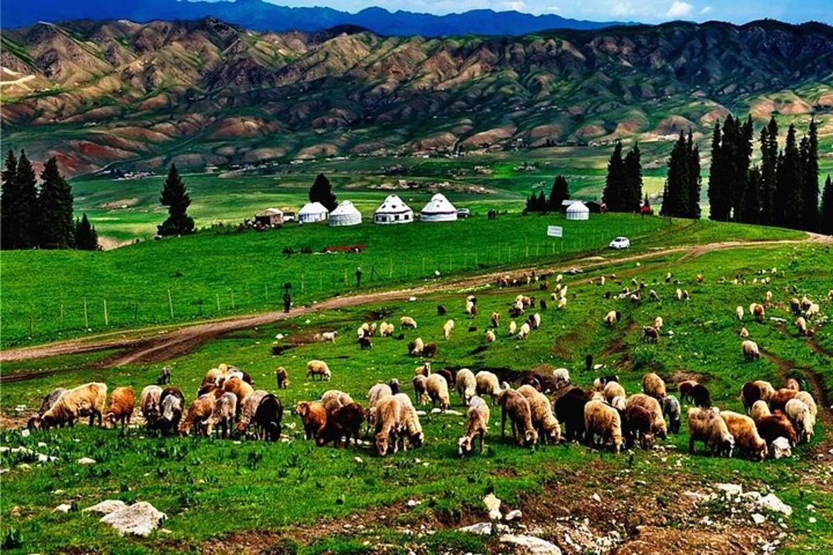 a herd of sheep grazing on a green field