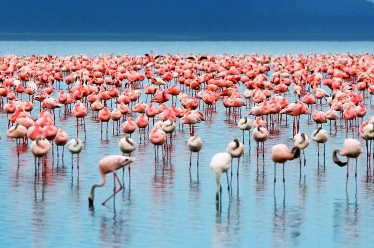 a large flock of pink flamingos standing in the water