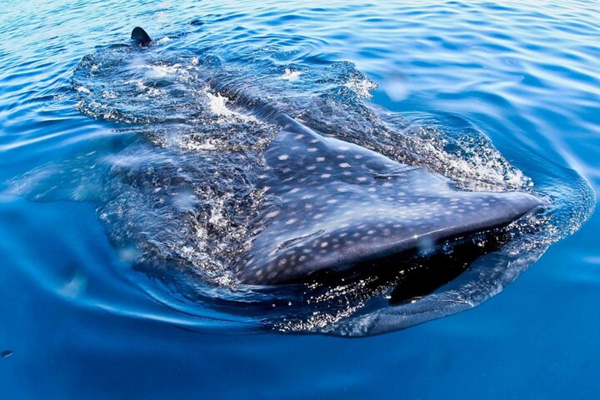 delfin plava v vodi