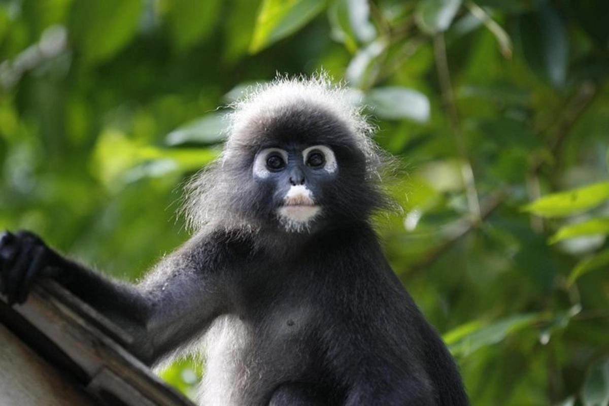 a monkey is looking out of a window