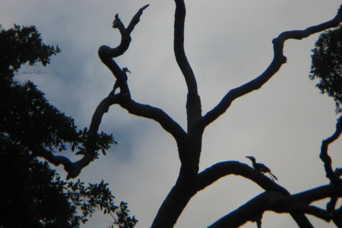 a branch of a tree with birds on it