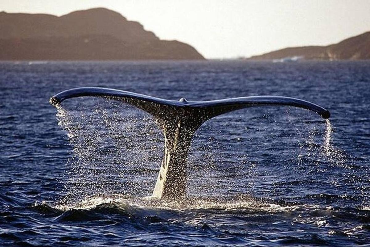 un braccio della coda di una balena nell'acqua
