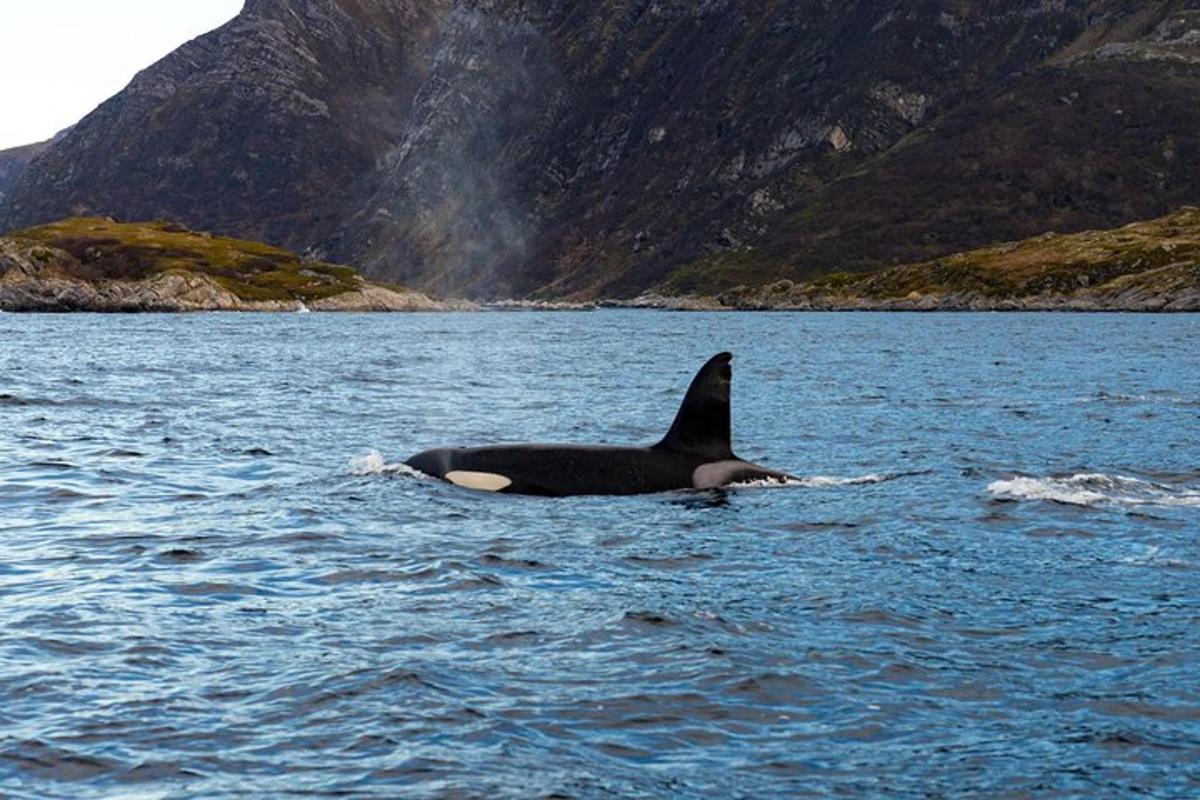 un'orca che nuota in uno specchio d'acqua