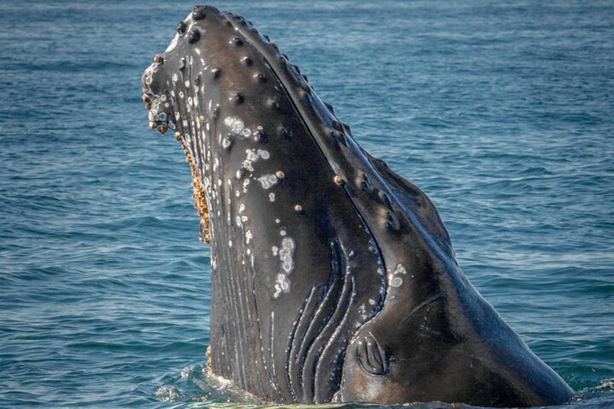 un primo piano di un delfino nell'acqua
