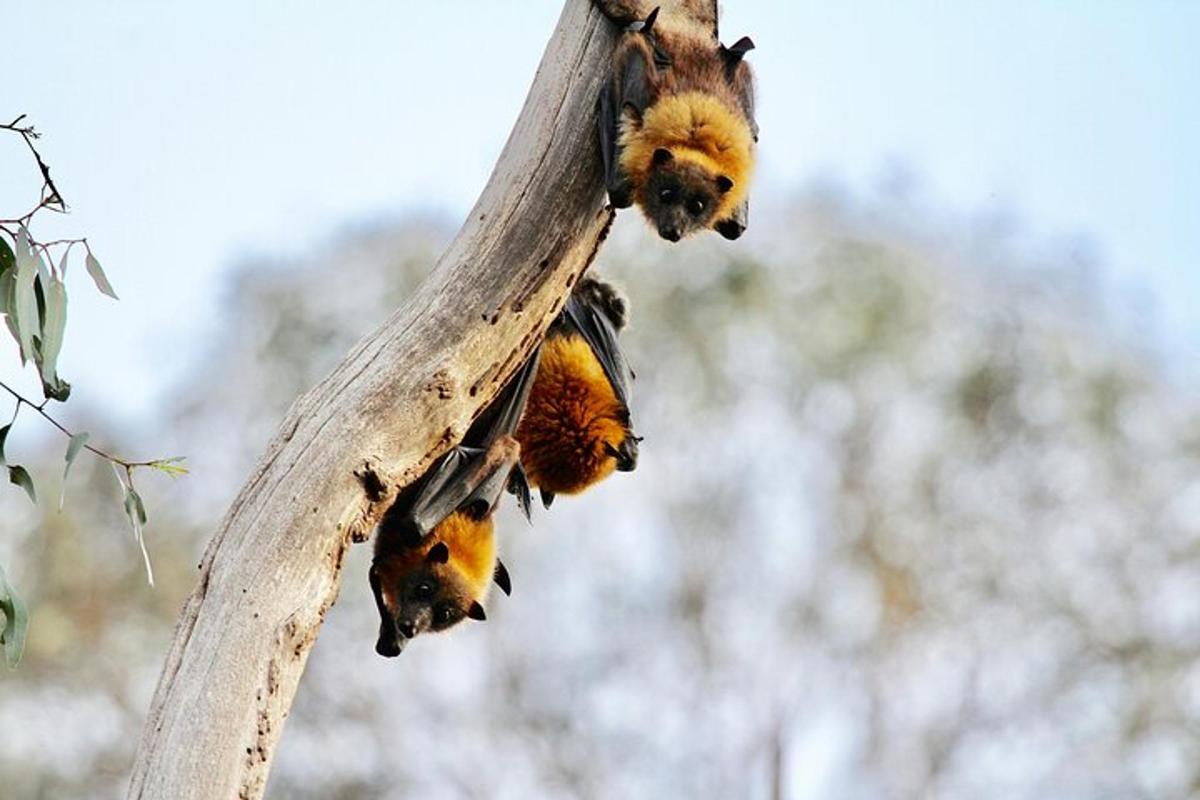 a couple of birds perched on a tree branch