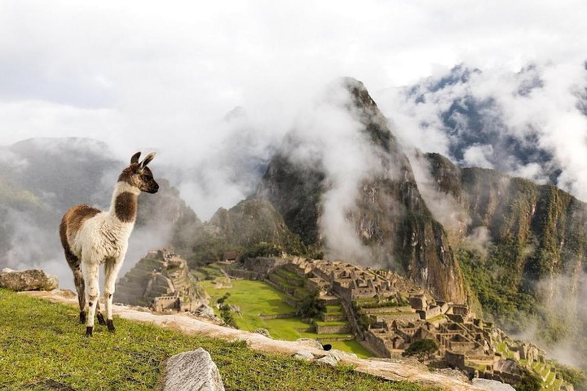 una llama dempeus al cim d'un turó amb una muntanya