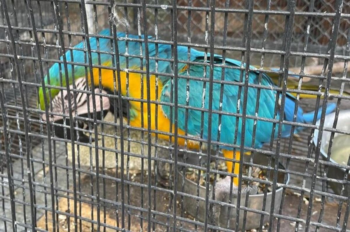 un ocell blau i groc en una gàbia