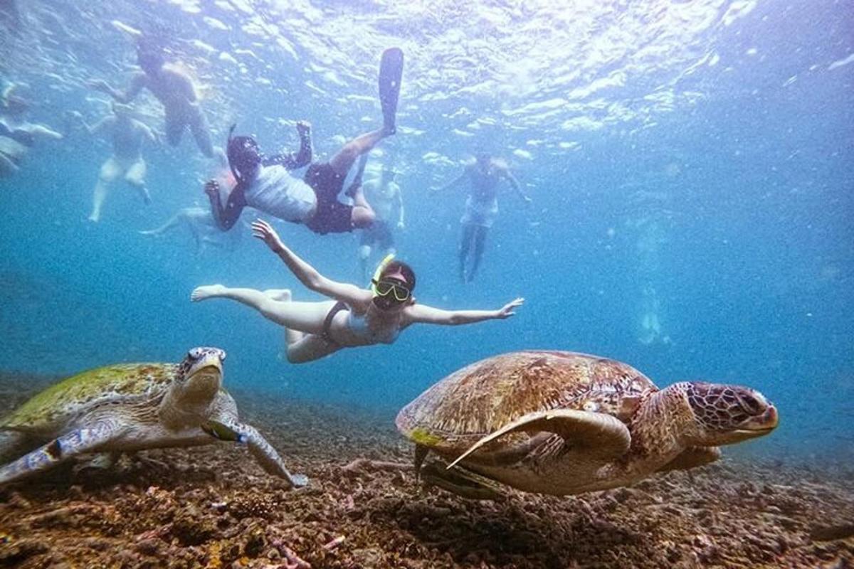 skupina lidí plave v oceánu s želvami
