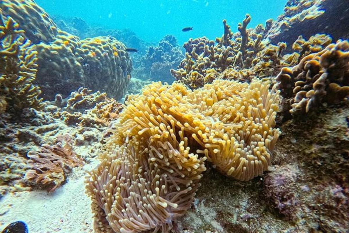 korálový útes s brates na oceánském dně
