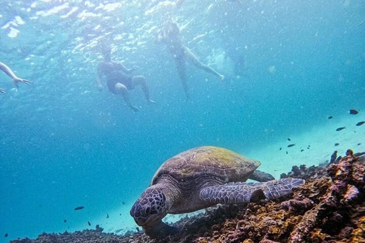 zelená mořská želva plavající v oceánu