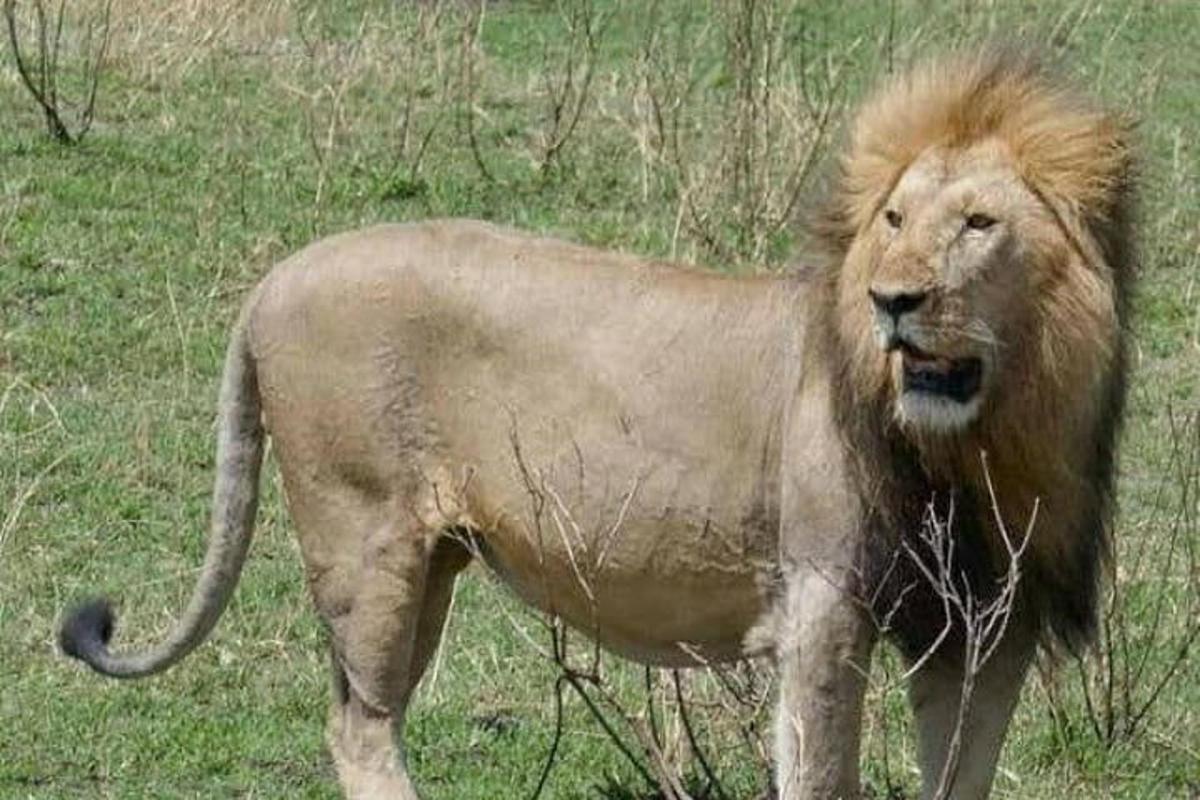 Un león parado en un campo de hierba