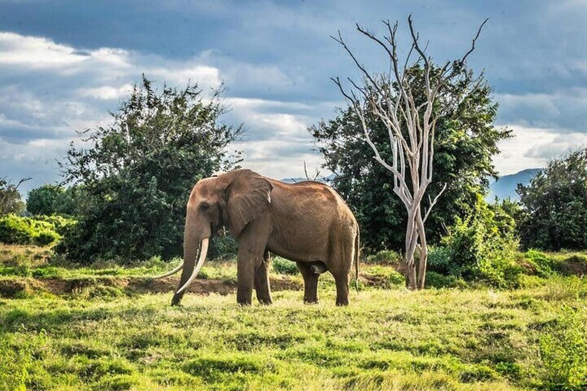 Un elefante parado en un campo de hierba