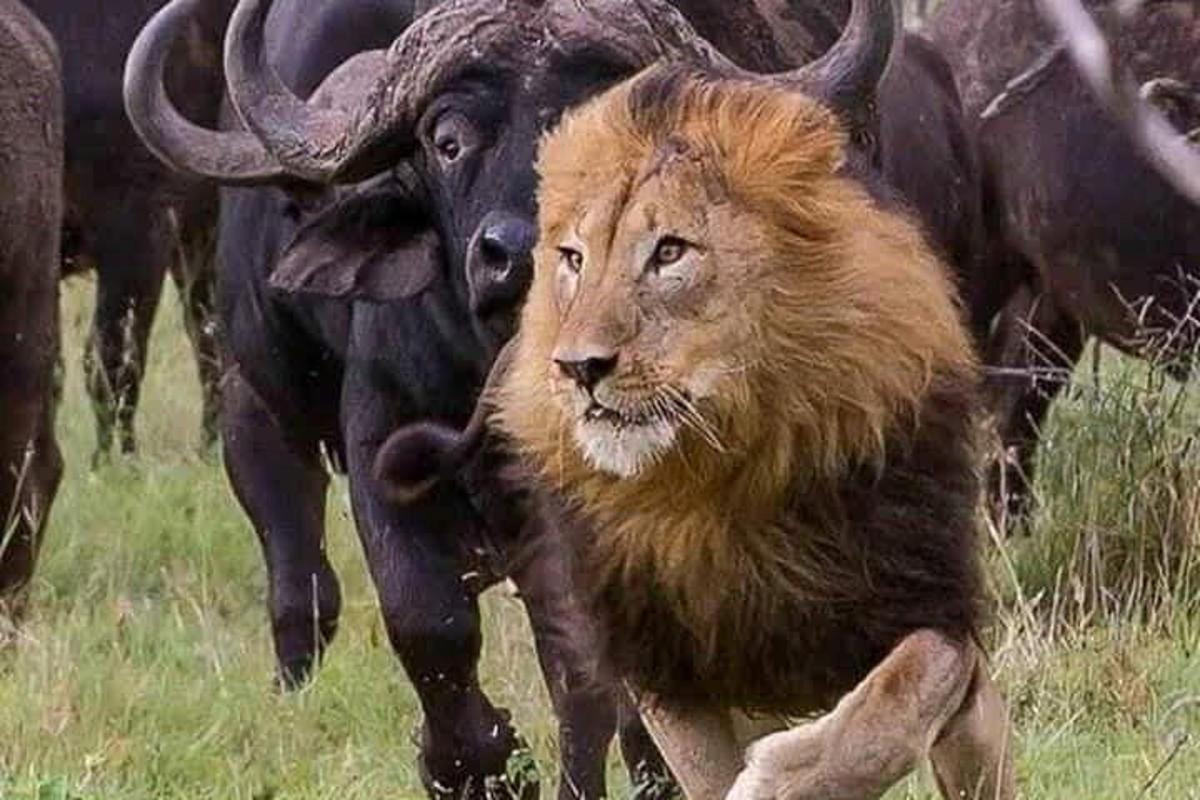 un león corriendo delante de una manada de animales
