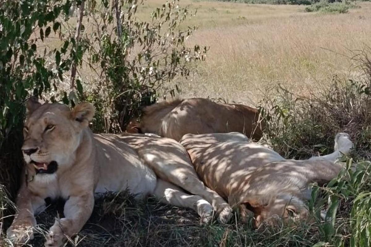Dos leones tumbados en la hierba de un campo