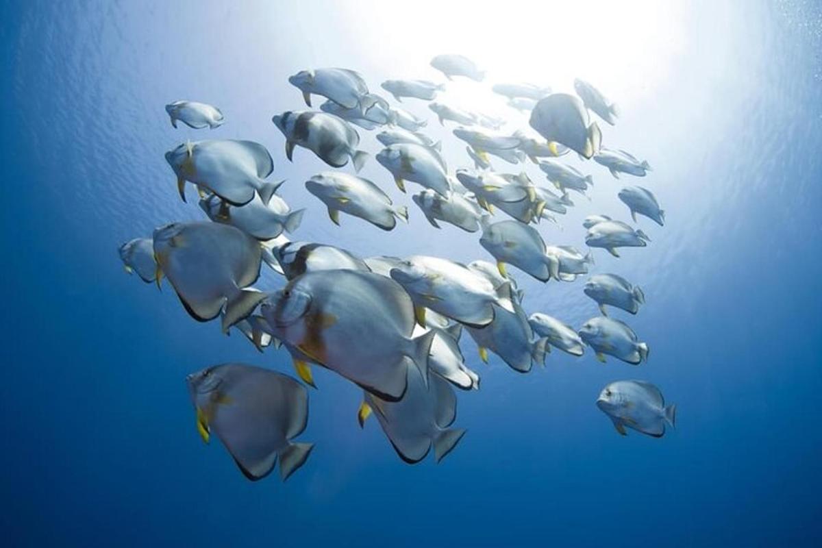stádo tuleňů plavajících v oceánu