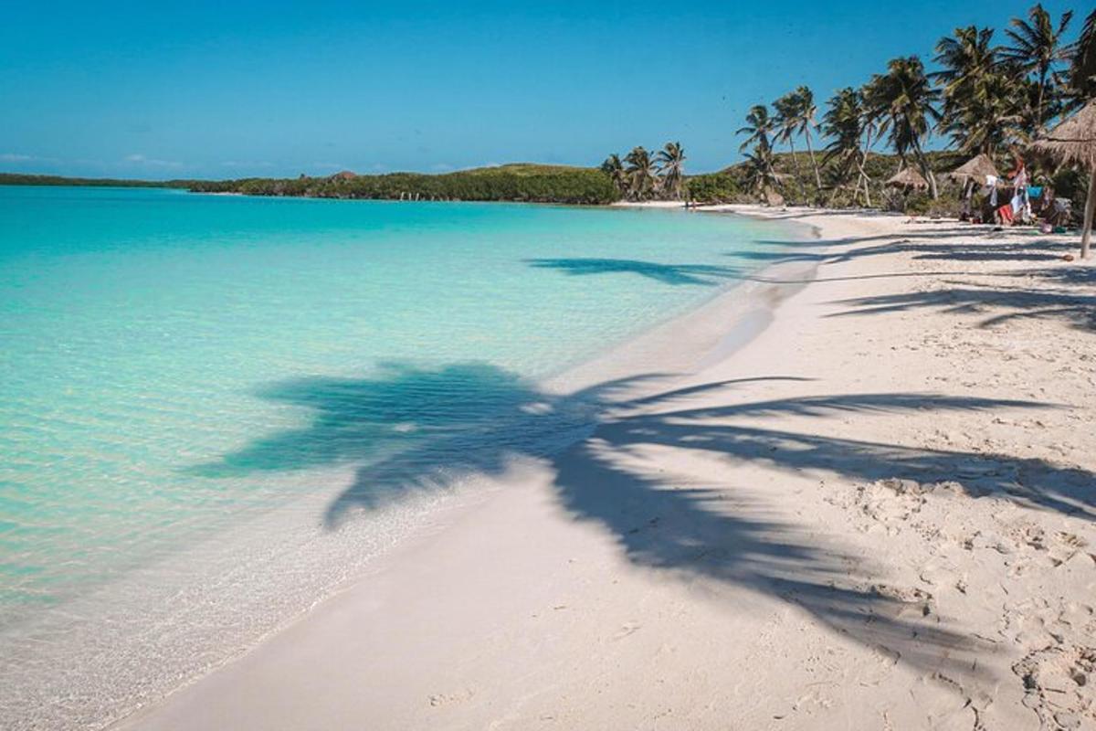 Una palmera proyecta una sombra en una playa