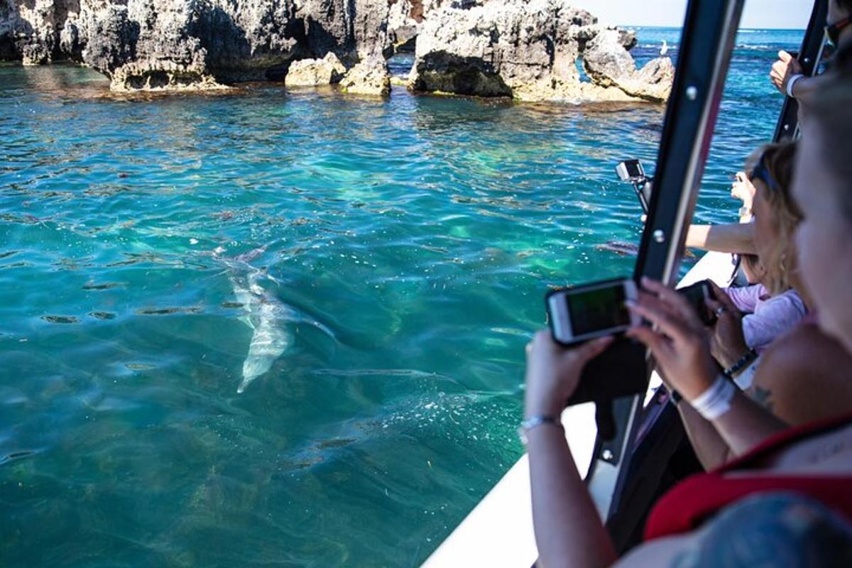 水中のイルカの写真を撮っている人々のグループ