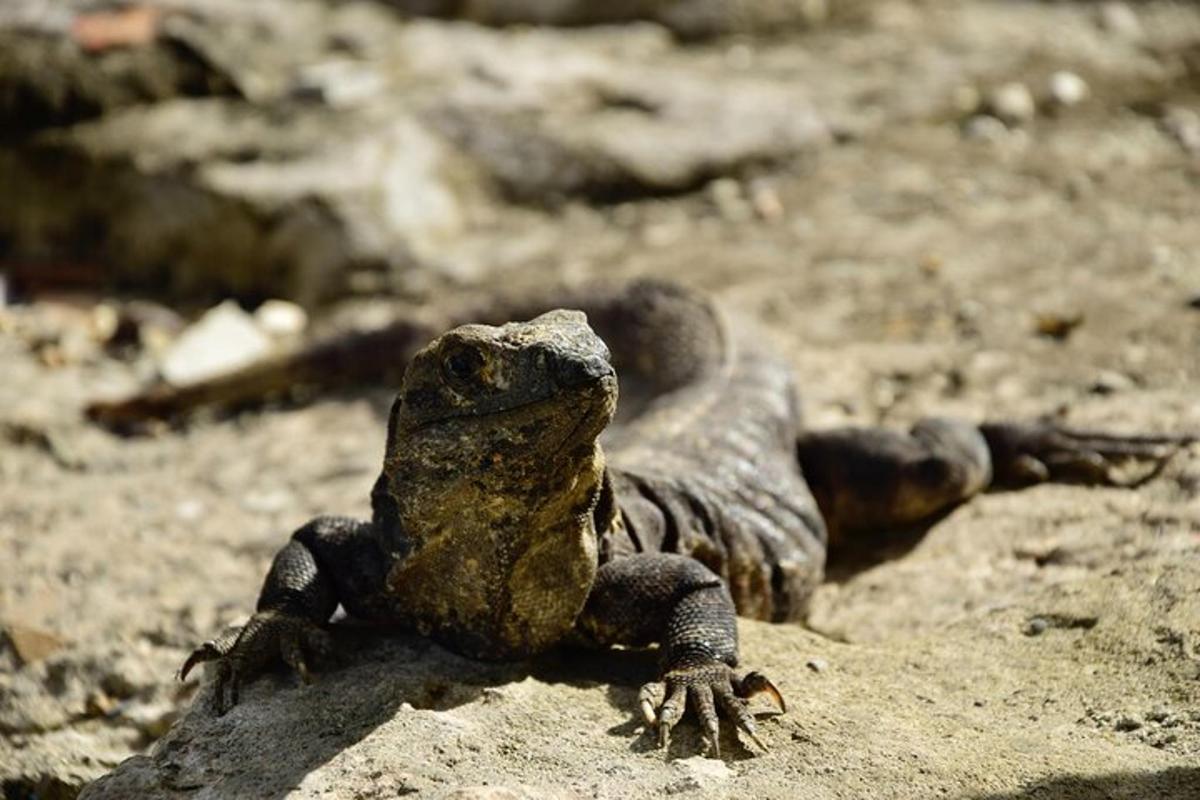 a lizard sitting on a rock on the ground