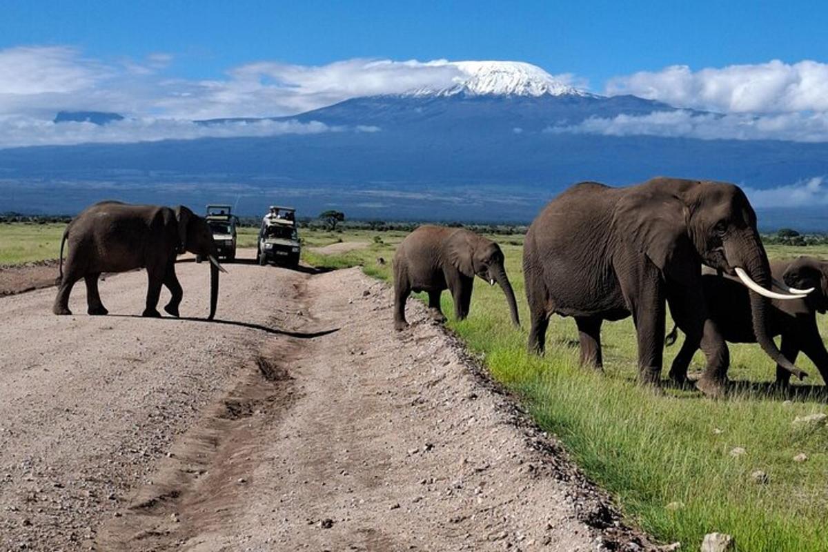 un grup d'elefants caminant per un camí de terra