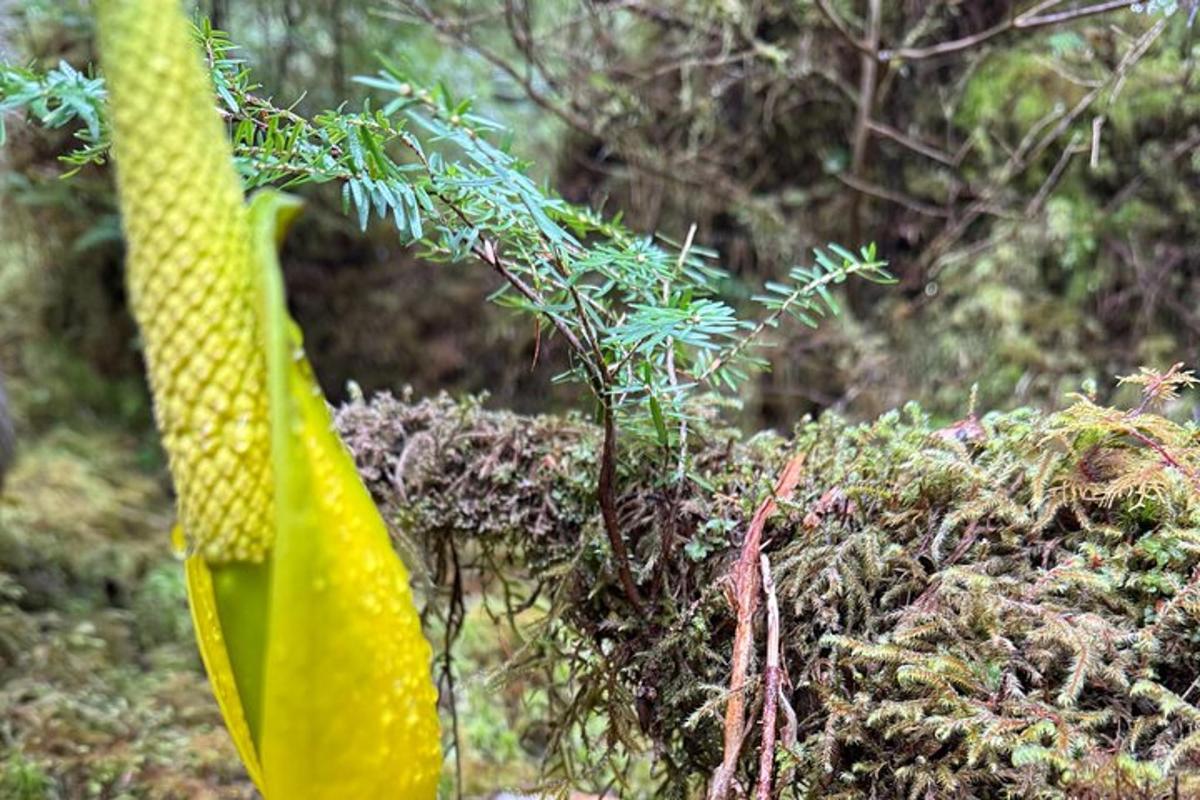 a close up of a green plant in the forest