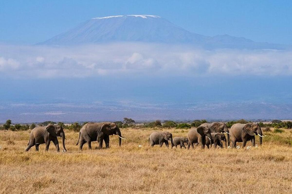 sekumpulan gajah berjalan di padang dengan latar belakang gunung