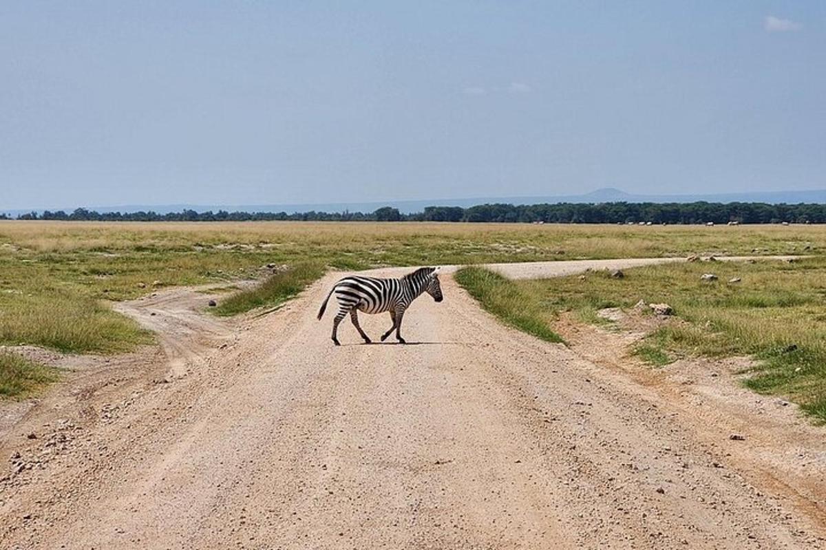 zebra přecházející prašnou cestu v poli