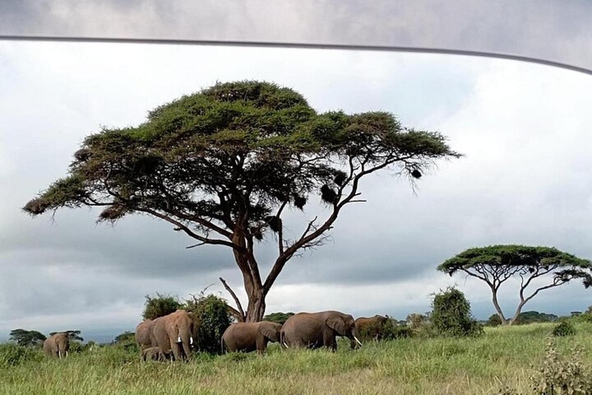 sekumpulan gajah berdiri di sebelah pokok