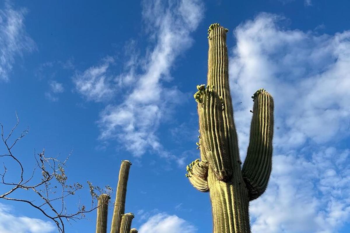 korkea saguuticotideotent-kaktus pilvistä taivasta vasten