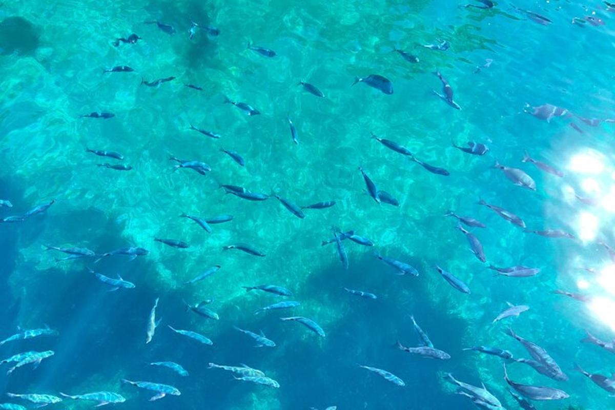 sekumpulan ikan yang berenang di dalam air