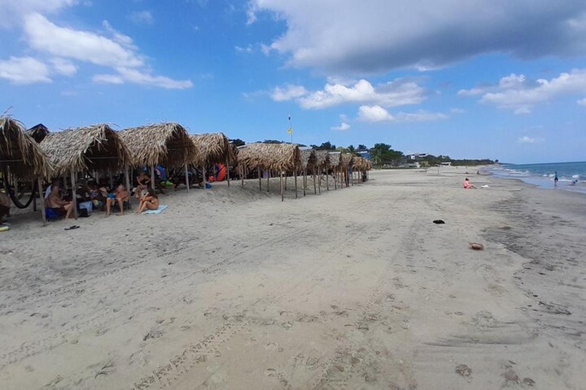 una spiaggia con un mucchio di ombrelloni di paglia e l'oceano