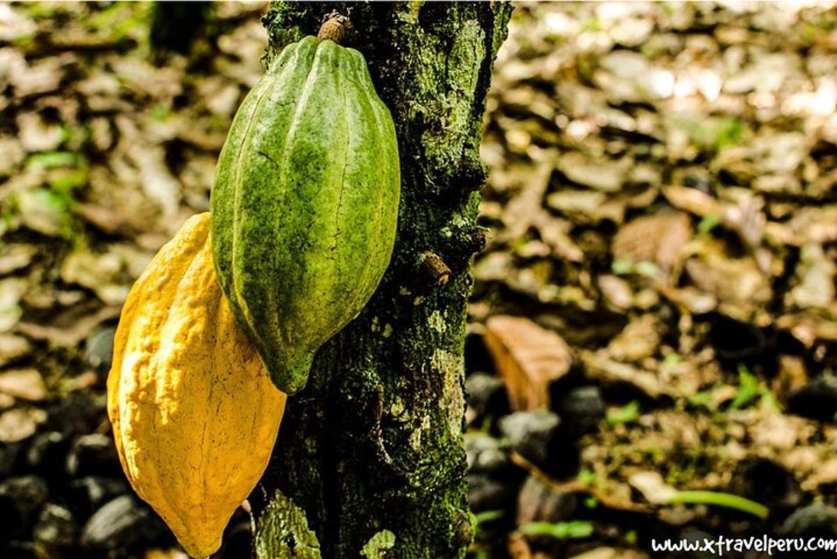 o plantă verde care crește pe marginea unui copac