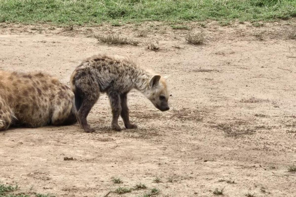 una iena neonata in piedi accanto a un animale morto