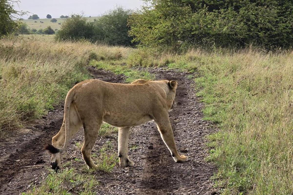 un leone in piedi su una strada sterrata