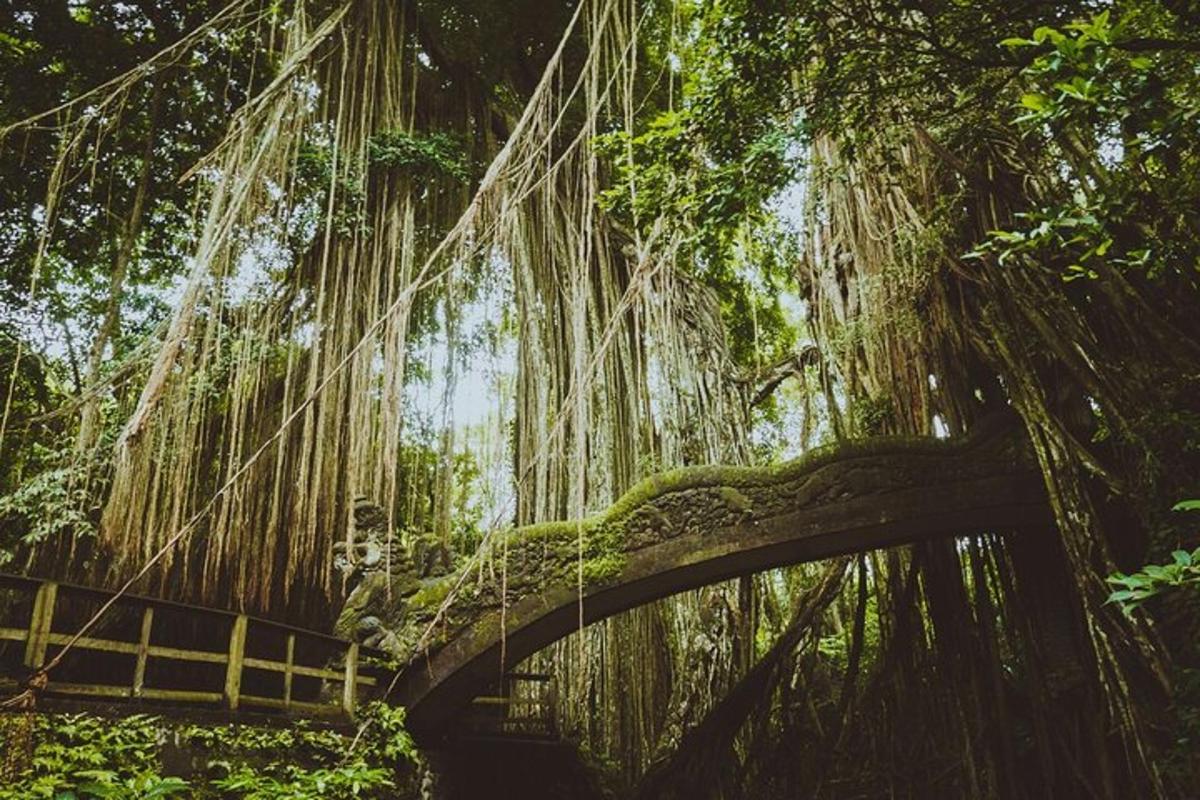 uma ponte coberta de vinhas em uma floresta