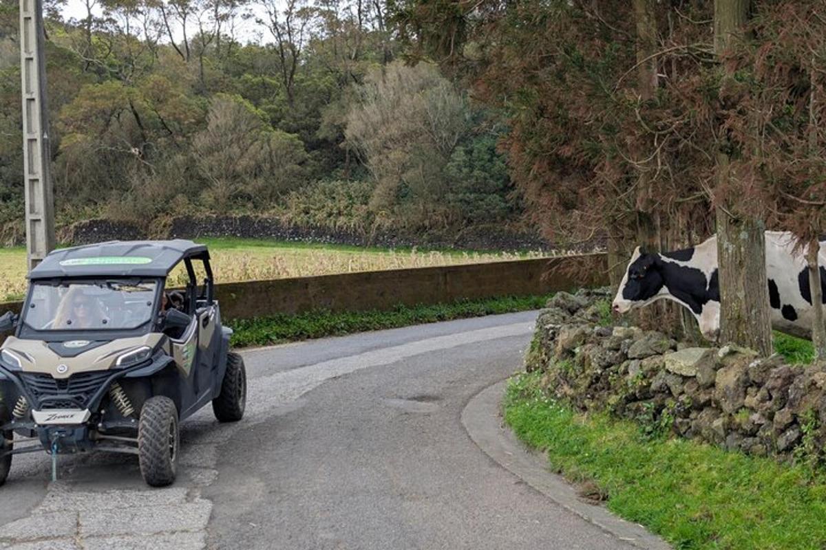 a jeep driving down a road next to a cow