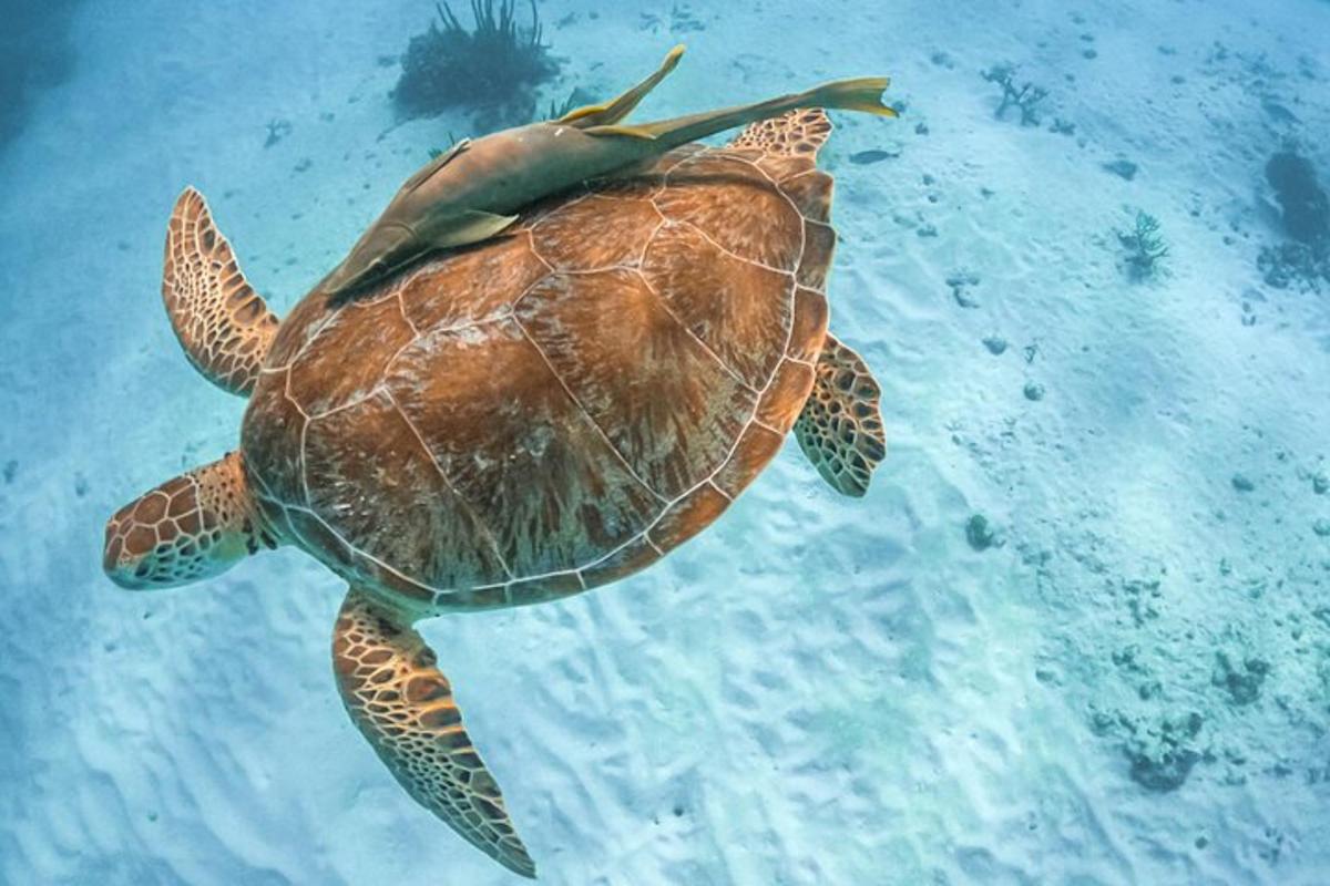 a green sea turtle swimming in the water